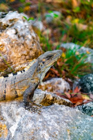 Photo for Huge Iguana gecko animal on rocks at the natural tropical jungle and forest behind fence in Playa del Carmen Mexico. - Royalty Free Image