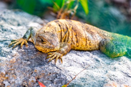 Photo for Huge Iguana gecko animal on rocks at the natural tropical jungle and forest behind fence in Playa del Carmen Mexico. - Royalty Free Image