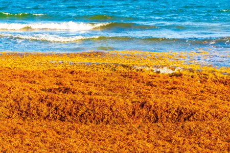 Téléchargez les photos : The beautiful Caribbean beach totally filthy and dirty the nasty seaweed sargazo problem in Playa del Carmen Quintana Roo Mexico. - en image libre de droit