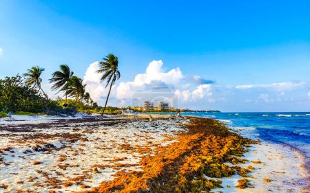 Téléchargez les photos : Playa del Carmen Quintana Roo Mexique 08. Mai 2021 La belle plage des Caraïbes totalement sale et sale le problème sargazo des algues à Playa del Carmen Quintana Roo Mexique. - en image libre de droit