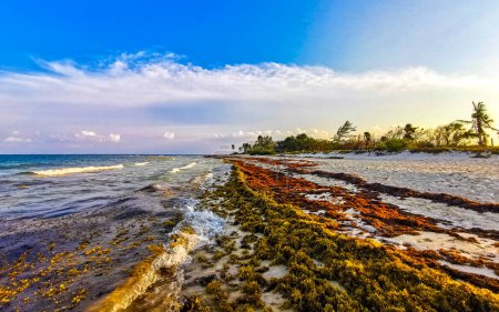 Téléchargez les photos : Superbe coucher de soleil sur la belle plage des Caraïbes totalement sale et sale le problème de sargazo d'algues méchant à Playa del Carmen Quintana Roo Mexique. - en image libre de droit