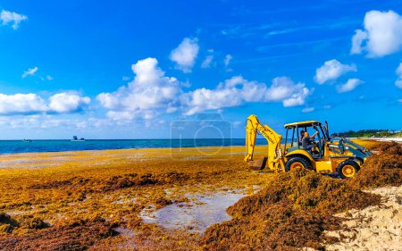 Téléchargez les photos : Playa del Carmen Quintana Roo Mexique 06. Mai 2023 Excavatrice creuser dans le sable et la mer pour l'herbe marine à la belle plage des Caraïbes totalement sale et sale le problème sargazo algues méchant. - en image libre de droit