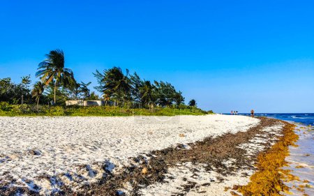 Téléchargez les photos : Playa del Carmen Quintana Roo Mexique 22. Mars 2021 Panorama tropical du paysage de plage des Caraïbes avec eau turquoise claire et sargazo aux algues à Playa del Carmen Mexique. - en image libre de droit