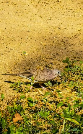 Foto de Palomas de tierra Ruddy paloma aves picotean por comida entre arena y gramíneas en Zicatela Puerto Escondido Oaxaca México. - Imagen libre de derechos
