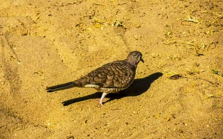 Foto de Palomas de tierra Ruddy paloma aves picotean por comida entre arena y gramíneas en Zicatela Puerto Escondido Oaxaca México. - Imagen libre de derechos