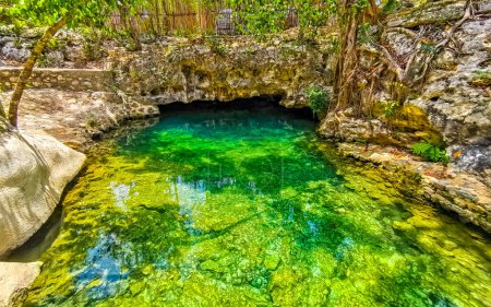 Foto de Hermoso Cenote Park Aktunchen con rocas de piedra caliza azul turquesa, agua verde y selva natural a su alrededor en Tulum Quintana Roo México. - Imagen libre de derechos
