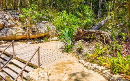 Foto de Hermoso Cenote Park Aktunchen con rocas de piedra caliza azul turquesa, agua verde y selva natural a su alrededor en Tulum Quintana Roo México. - Imagen libre de derechos