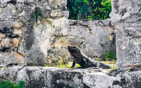 Riesiges Leguan-Gecko-Tier auf Felsen an der antiken Maya-Stätte Tulum mit Tempelruinen Pyramiden und Artefakten im tropischen Urwald Palmen und Meerblick in Tulum Mexiko.