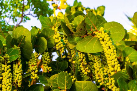 Sea grape plant tree with leaves grapes and seeds in Playa del Carmen Quintana Roo Mexico.