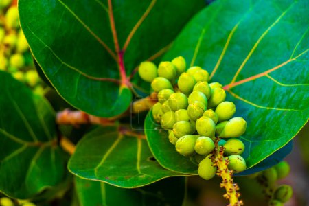Photo for Sea grape plant tree with leaves grapes and seeds in Playa del Carmen Quintana Roo Mexico. - Royalty Free Image