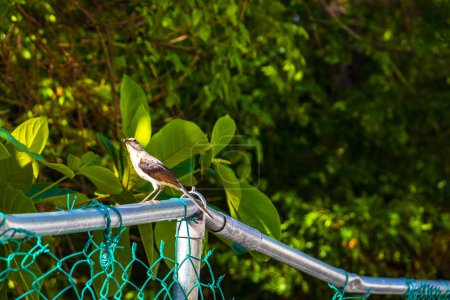 Photo for Gray Kingbird white flycatcher gnatcatcher tropical bird birds in green caribbean nature in Playa del Carmen Quintana Roo Mexico. - Royalty Free Image