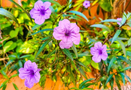 Foto de Flores violetas púrpura rosa azul Britton 's Wild Petunia Mexican Bluebell o Mexican Petunia en Playa del Carmen Quintana Roo México. - Imagen libre de derechos