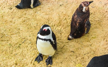 Foto de Pingüinos sudafricanos colonia de pingüinos de anteojos aves acuáticas pingüino único y grupo en Simons Town Ciudad del Cabo Ciudad del Cabo Cabo Occidental Cabo Sudáfrica Sudáfrica. - Imagen libre de derechos