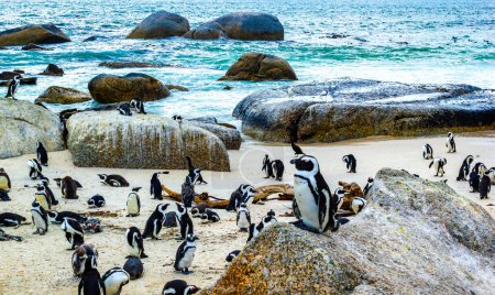 Foto de Pingüinos sudafricanos colonia de pingüinos de anteojos aves acuáticas pingüino único y grupo en Simons Town Ciudad del Cabo Ciudad del Cabo Cabo Occidental Cabo Sudáfrica Sudáfrica. - Imagen libre de derechos