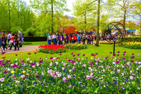 Téléchargez les photos : Lisse Pays-Bas 20. Avril 2014 Fleurs et jonquilles de tulipes jaunes oranges rouges colorées dans le parc de tulipes Keukenhof à Lisse Pays-Bas - en image libre de droit