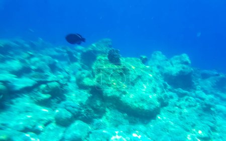 Foto de Esnórquel en las Maldivas con vistas submarinas de peces tropicales Corales en aguas turquesas en la isla Rasdhoo en el atolón Rasdhoo Maldivas. - Imagen libre de derechos