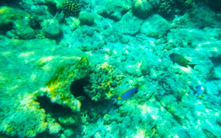 Foto de Esnórquel en las Maldivas con vistas submarinas de peces tropicales Corales en aguas turquesas en la isla Rasdhoo en el atolón Rasdhoo Maldivas. - Imagen libre de derechos