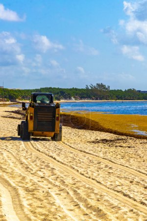 Téléchargez les photos : Playa del Carmen Quintana Roo Mexique 05. Août 2021 Excavatrice creuser dans le sable et la mer pour l'herbe marine à la belle plage des Caraïbes totalement sale et sale le problème sargazo des algues. - en image libre de droit