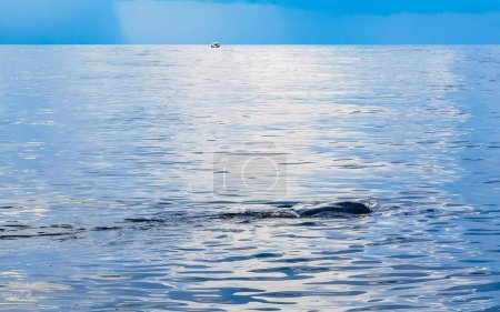 Photo for Huge beautiful whale shark swims on the water surface on boat tour with dive and snorkel in Cancun Quintana Roo Mexico. - Royalty Free Image