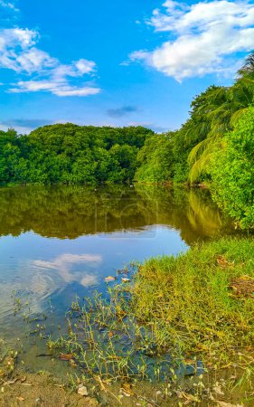 Foto de Green beautiful tropical river Freshwater Lagoon in Zicatela Puerto Escondido Oaxaca Mexico. - Imagen libre de derechos