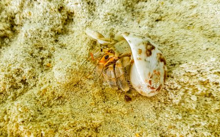 Téléchargez les photos : Ermite crabe ermite crabe rampant sur la plage de sable sur l'île de Rasdhoo dans l'atoll de Rasdhoo Maldives. - en image libre de droit
