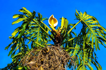 Téléchargez les photos : Hauts grands arbres sapins nature et plantes dans les montagnes et les forêts à Para Heredia Costa Rica en Amérique centrale. - en image libre de droit