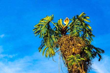 Téléchargez les photos : Hauts grands arbres sapins nature et plantes dans les montagnes et les forêts à Para Heredia Costa Rica en Amérique centrale. - en image libre de droit