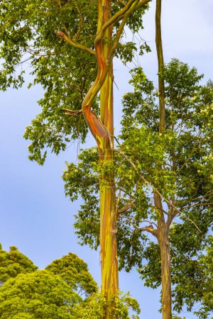 Téléchargez les photos : Eucalyptus aux écorces colorées sapins nature et plantes dans les montagnes et les forêts à Para Heredia Costa Rica en Amérique centrale. - en image libre de droit