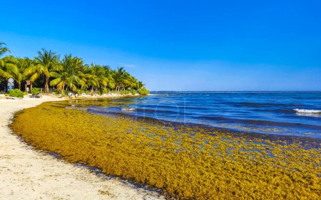 Photo for Playa del Carmen Quintana Roo Mexico 17. May 2023 The beautiful Caribbean beach totally filthy and dirty the nasty seaweed sargazo problem in Playa del Carmen Quintana Roo Mexico. - Royalty Free Image