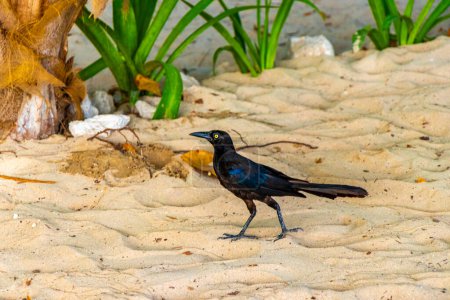 Foto de Grackle Quiscalus mexicanus macho hembra aves caminando en playa tropical mexicana arena en Playa del Carmen Quintana Roo México. - Imagen libre de derechos