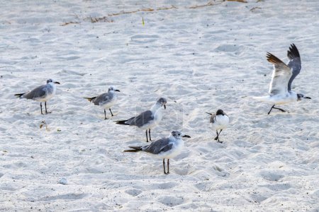 Foto de Gaviota Gaviotas aves marinas están caminando sobre la arena blanca de la playa en Playa del Carmen Quintana Roo México. - Imagen libre de derechos