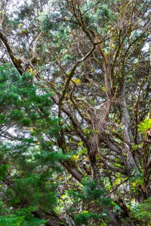Téléchargez les photos : Forêt magique avec sentier forestier sentier de randonnée et de grandes plantes gigantesques et des arbres dans les montagnes à Para Heredia Costa Rica en Amérique centrale. - en image libre de droit