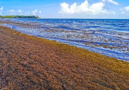 Foto de The beautiful Caribbean beach totally filthy and dirty the nasty seaweed sargazo problem in Playa del Carmen Quintana Roo Mexico. - Imagen libre de derechos