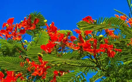 Photo for Flamboyant or Delonix Regia red flowers closeup. Beautiful tropical flame tree flowers. Royal Poinciana Tree or Flame Tree or Peacock Flower in Playa del Carmen Quintana Roo Mexico. - Royalty Free Image