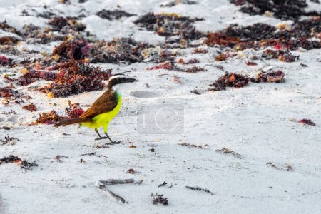 Téléchargez les photos : Grand Kiskadee jaune brun mâle femelle oiseaux mangeant sargazo dégoûtant à la plage mexicaine tropicale à Playa del Carmen Quintana Roo Mexique. - en image libre de droit