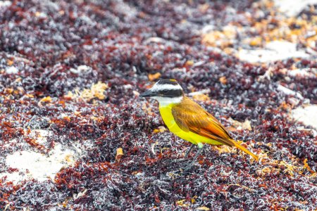 Foto de Gran Kiskadee pájaro hembra macho marrón amarillo comiendo asqueroso sargazo en la playa tropical mexicana en Playa del Carmen Quintana Roo México. - Imagen libre de derechos