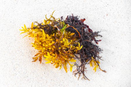 Photo for Fresh yellow red orange sea weed sea grass sargazo on beach sand at tropical mexican caribbean beach in Playa del Carmen Mexico. - Royalty Free Image