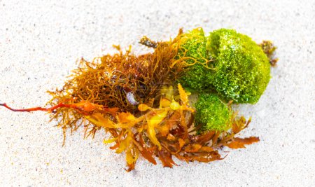 Photo for Fresh yellow red orange sea weed sea grass sargazo on beach sand at tropical mexican caribbean beach in Playa del Carmen Mexico. - Royalty Free Image