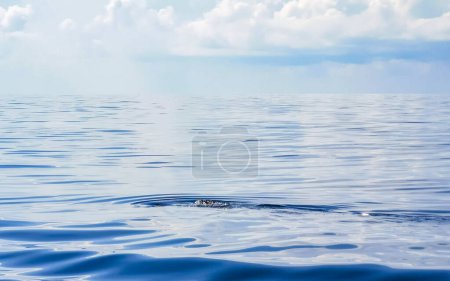 Photo for Huge beautiful whale shark swims on the water surface on boat tour with dive and snorkel in Cancun Quintana Roo Mexico. - Royalty Free Image
