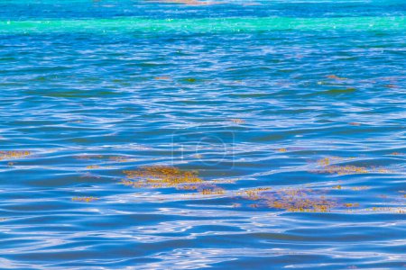 Photo for The beautiful Caribbean beach totally filthy and dirty the nasty seaweed sargazo problem in Playa del Carmen Quintana Roo Mexico. - Royalty Free Image
