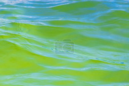Photo for Trumpet fish trumpetfish swims on water surface in Caribbean Sea Playa del Carmen Quintana Roo Mexico. - Royalty Free Image
