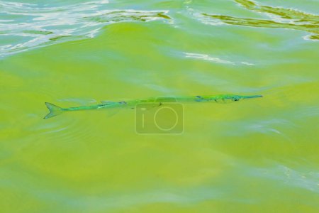 Photo for Trumpet fish trumpetfish swims on water surface in Caribbean Sea Playa del Carmen Quintana Roo Mexico. - Royalty Free Image