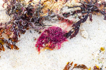 Téléchargez les photos : Différents types d'algues marines herbe marine algues sur la plage de sable par l'eau à Playa del Carmen Quintana Roo Mexique. - en image libre de droit