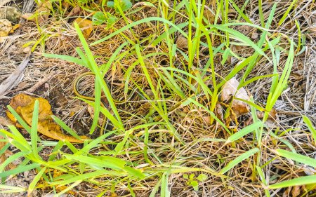 Foto de Verde amarillo turquesa pequeña serpiente tropical en los arbustos en las ruinas de Tulum Quintana Roo México. - Imagen libre de derechos