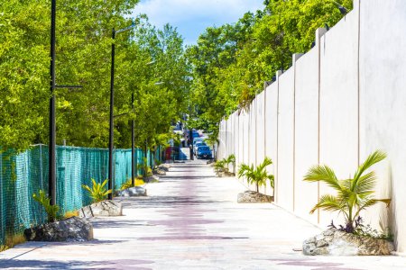 Photo for Tropical natural way walking  path to the beach in the nature jungle between plants and palm trees in Playa del Carmen Mexico. - Royalty Free Image