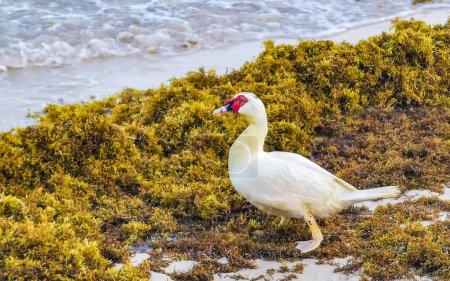 Weiße Moskauer Enten Vögel auf Seegras Saragzo am Karibikstrand in Playa del Carmen Quintana Roo Mexiko.
