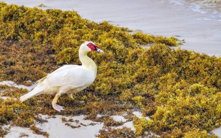 Weiße Moskauer Enten Vögel auf Seegras Saragzo am Karibikstrand in Playa del Carmen Quintana Roo Mexiko.