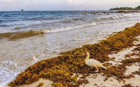 Pato moscovita blanco patos aves en el mar saragzo en Playa del Carmen Quintana Roo México.