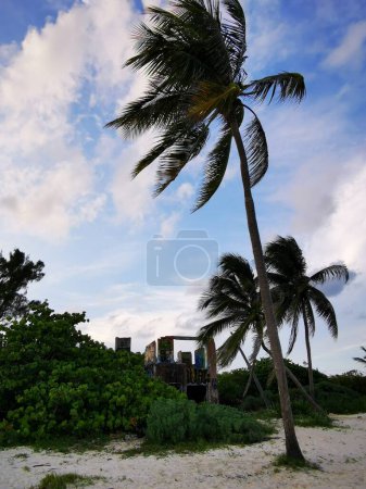 Téléchargez les photos : Palmiers palmiers jungle tropicale Caraïbes plage et ruines à Playa del Carmen Quintana Roo Mexique. - en image libre de droit