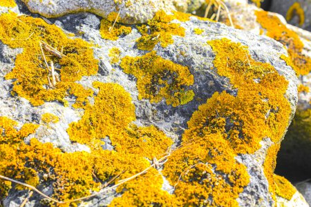 Foto de Amarillo musgo verde y liquen en una roca de piedra en Wremen Wurster Costa del Mar del Norte Wursten Cuxhaven Baja Sajonia Alemania. - Imagen libre de derechos